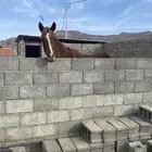 فرس شعبيه للبيع