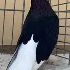 ذكر قطيفي منقار صغير