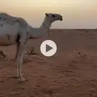 قعود