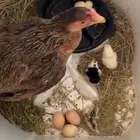 دجاج سنديه مفرخه