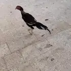 دجاج بكستاني مشالله الصحه 100 بل 100