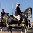 حصان شعبي