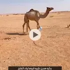 لقيه