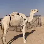 لبيع نياق وضح مبيوعه عيالهن