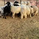 طليان العدد 11