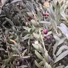 زيت زيتون للبيع