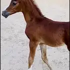 فرس عليها مهر كفو