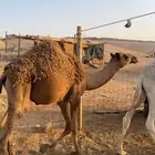 حشو قعدان