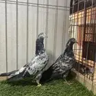 حمام باكستاني ( طبه ) ( تم البيع )