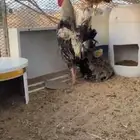 دجاج عربي اصيل