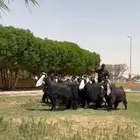 للبيع معزا عوارض فاخره
