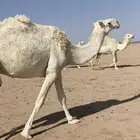 ناقه ضريبه طيبه