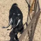 للبيع عنز طيب