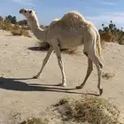 عشراء تحتها بكره