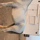 حصان اصفر شعبي للبيع