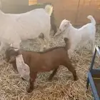 تيوس فل شحم