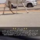 بكره لقحه كفو