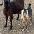 عنز مصريه مضرع ومعها بنتها