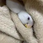 روز البينو