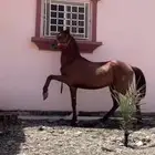حصان شعبي حار جدا