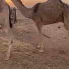 قعود باتلي حيسوني أشقح