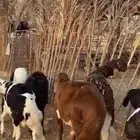 للبيع عدد 10 خرفان سواكن