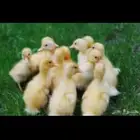 بط بكين العدد 4