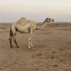 ضريبه للبيع