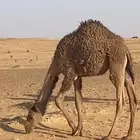 حشو قعدان للبيع