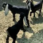 معزا متابيع 2 تحتهم 5