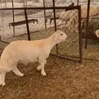 مشروع فحل