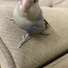 روز عمره 3 شهور أليف يعرف إسمه و يجي لما تناديه