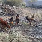 دجاج براهما عدد 12 بلدي