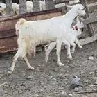 3 عروض معزى ولد وعناق حايل مشالله