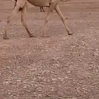 بكره شقحى تماميه جده النايف فحل ابن فنيسان السبيعي