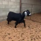 عنزين تامات
