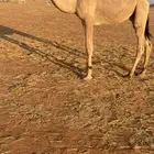 قعود باتلي جده حشار الرويس وامه رمانيه كفو ذمه وامانه