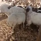 للبيع ضان نعيمي مراح واحد تلاد بعض العدد220