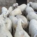 بهم تربيه للبيع
