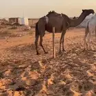 ناقه صفرا ضروبه