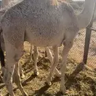 حشو العدد 6 قعدان بريه طيبه شمال الطايف المحاني