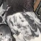 حمام باكستاني