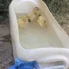 بط صغار