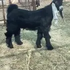 تيس عرضي صنف معرف