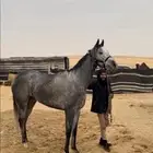 الي عنده خيل للبيع من جميع مدن المملكة يتواصل معي