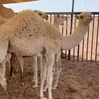 قعود
