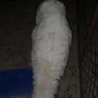 خروف حري عمره من الاربع شهور الي الاربعه ونص له فديو موضح