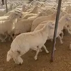 رخال حريه
