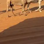 للبيع ضروبه صفرا منتج