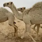 قعود للبيع